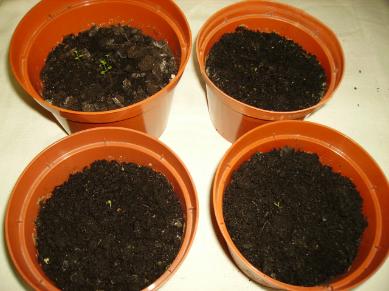 Jessies Mini Garden - Florian Strawberry Seedlings